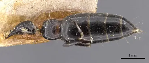 Tetraponera nigra specimen CASENT0907462 image casent0907462_1