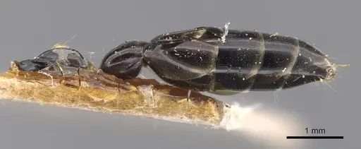 Tetraponera nigra specimen CASENT0907462 image casent0907462_2