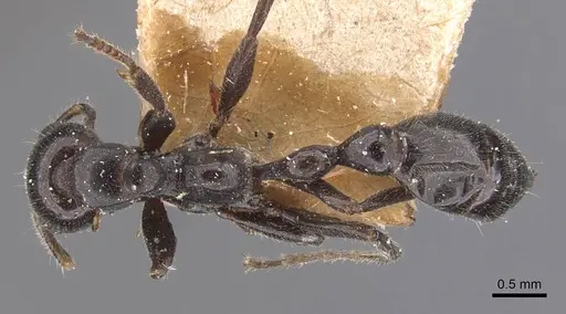 Tetraponera nigra specimen CASENT0907463 image casent0907463_1