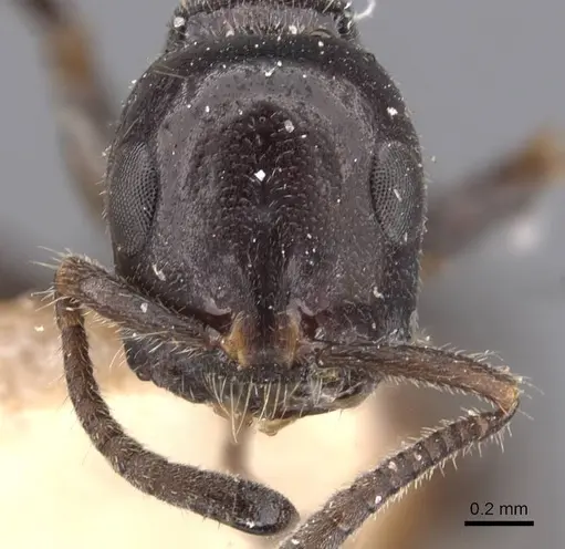 Tetraponera nigra specimen CASENT0907463 image casent0907463_2