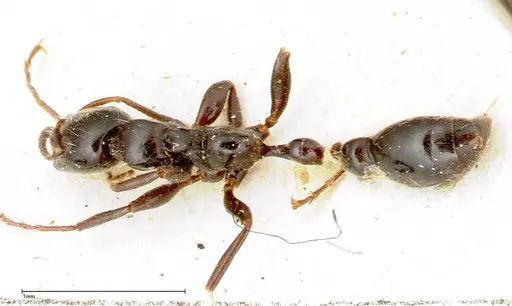 Tetraponera nigra specimen FOCOL0320 image focol0320_1