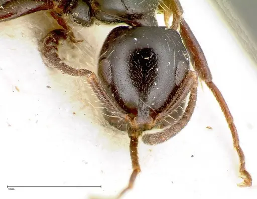 Tetraponera nigra specimen FOCOL0320 image focol0320_2