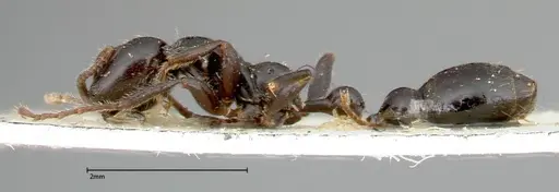 Tetraponera nigra specimen FOCOL0320 image focol0320_3