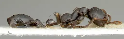 Tetraponera nigra specimen FOCOL0320 image focol0320_4