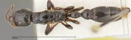 Tetraponera nigra specimen FOCOL0321 image focol0321_1