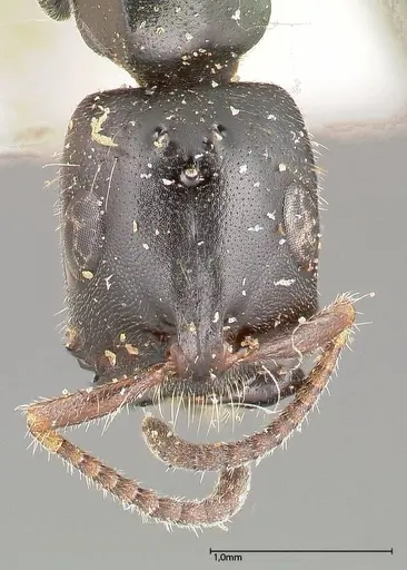 Tetraponera nigra specimen FOCOL0321 image focol0321_2