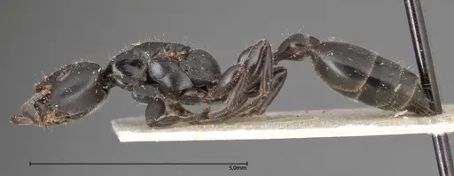 Tetraponera nigra specimen FOCOL0321 image focol0321_3