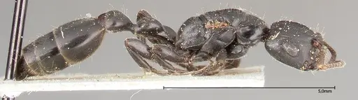Tetraponera nigra specimen FOCOL0321 image focol0321_4