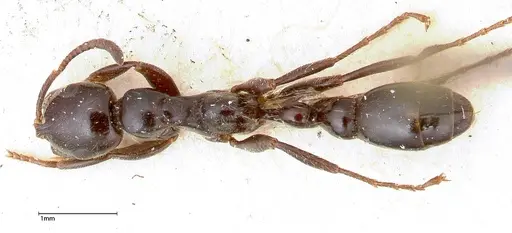 Tetraponera nigra specimen FOCOL0322 image focol0322_1