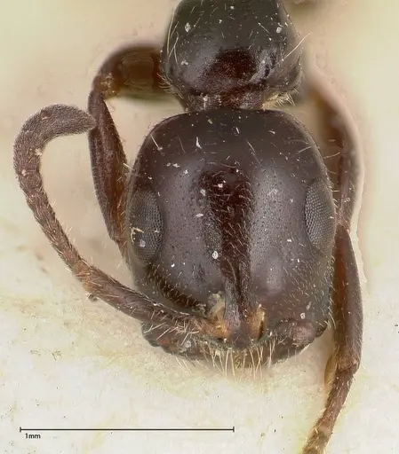 Tetraponera nigra specimen FOCOL0322 image focol0322_2