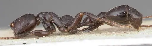 Tetraponera nigra specimen FOCOL0322 image focol0322_3