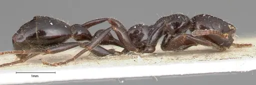 Tetraponera nigra specimen FOCOL0322 image focol0322_4