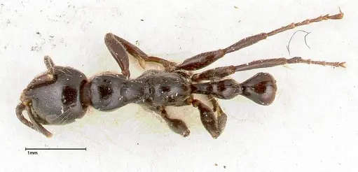 Tetraponera nigra specimen FOCOL0323 image focol0323_1