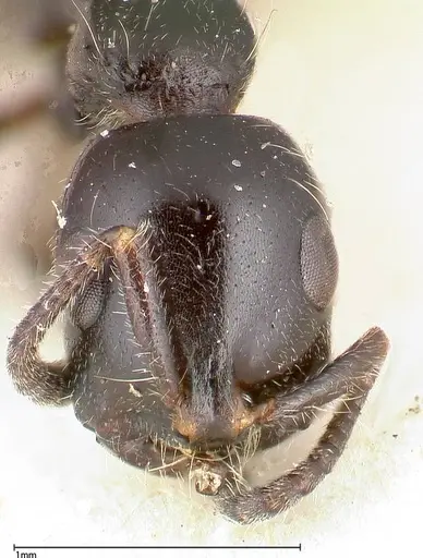 Tetraponera nigra specimen FOCOL0323 image focol0323_2