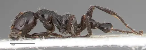 Tetraponera nigra specimen FOCOL0323 image focol0323_3