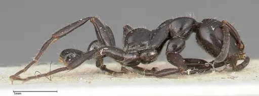 Tetraponera nigra specimen FOCOL0323 image focol0323_4