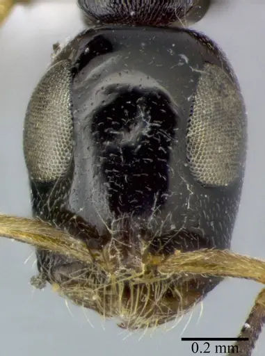 Tetraponera nitida specimen CASENT0246307 image casent0246307_2