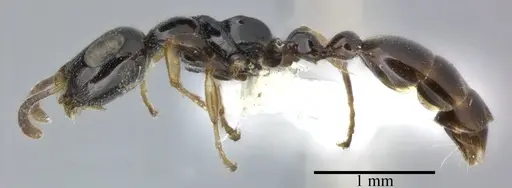 Tetraponera nitida specimen CASENT0246307 image casent0246307_3