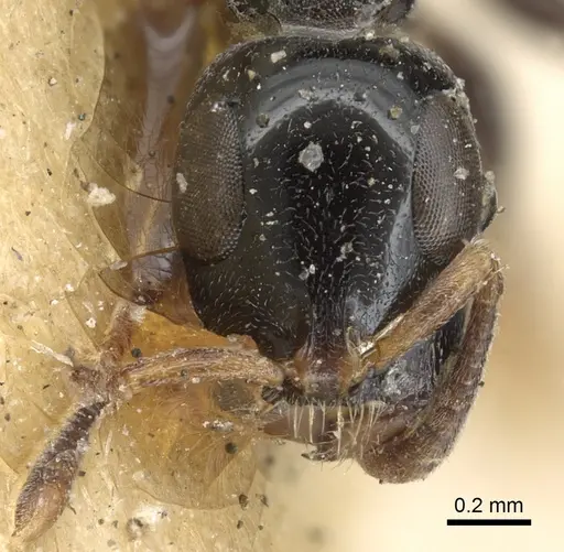 Tetraponera nitida specimen CASENT0901929 image casent0901929_2