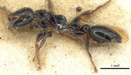 Tetraponera nitida specimen CASENT0901929 image casent0901929_3