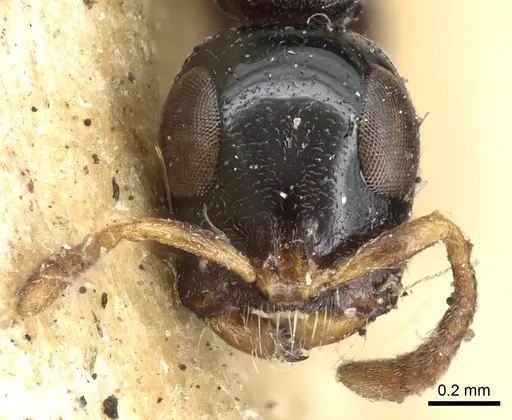 Tetraponera nitida specimen CASENT0901931 image casent0901931_2