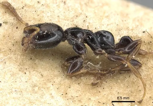 Tetraponera nitida specimen CASENT0901931 image casent0901931_4