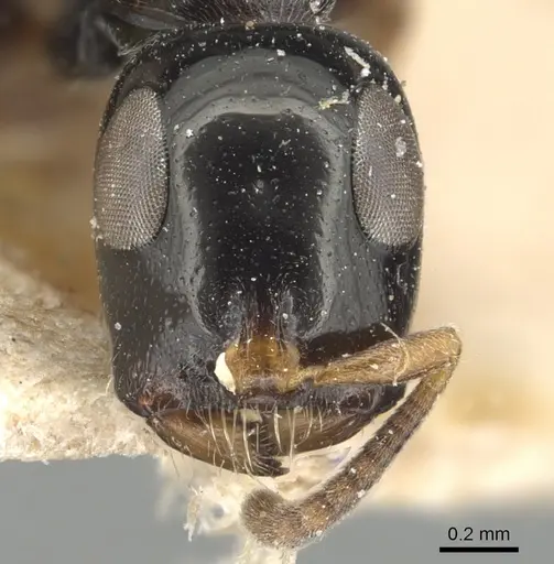 Tetraponera nitida specimen CASENT0904039 image casent0904039_2