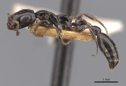 Tetraponera nitida specimen CASENT0907460 image casent0907460_3