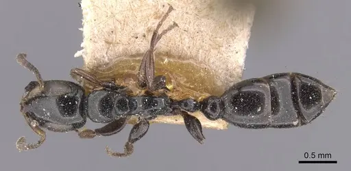 Tetraponera nitida specimen CASENT0907464 image casent0907464_1
