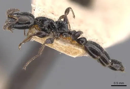 Tetraponera nitida specimen CASENT0907464 image casent0907464_3