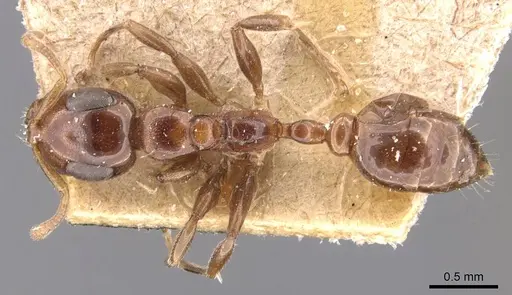 Tetraponera nitida specimen CASENT0907465 image casent0907465_1