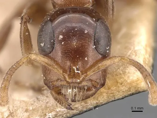 Tetraponera nitida specimen CASENT0907465 image casent0907465_2