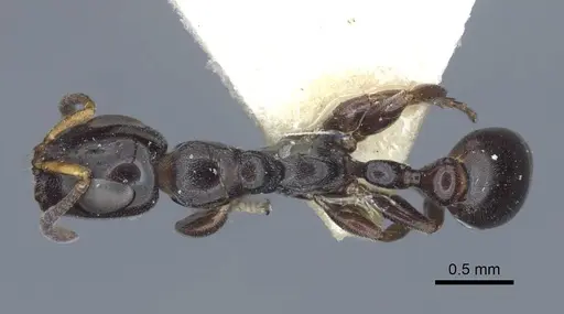 Tetraponera nitida specimen CASENT0916867 image casent0916867_1