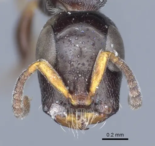 Tetraponera nitida specimen CASENT0916867 image casent0916867_2