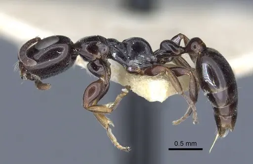 Tetraponera nitida specimen CASENT0916867 image casent0916867_3