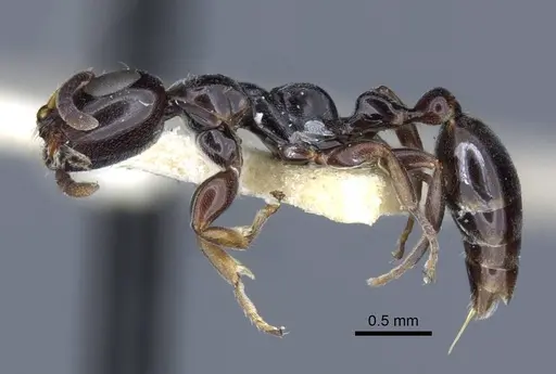 Tetraponera nitida specimen CASENT0916867 image casent0916867_4