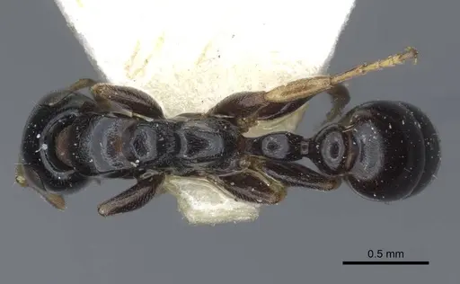 Tetraponera nitida specimen CASENT0916868 image casent0916868_1