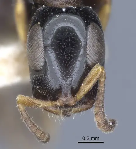 Tetraponera nitida specimen CASENT0916868 image casent0916868_2