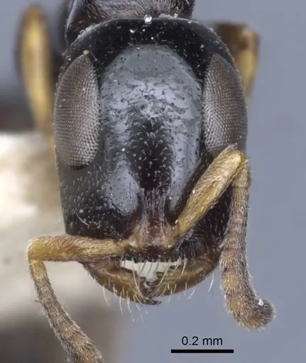 Tetraponera nitida specimen CASENT0916868 image casent0916868_3