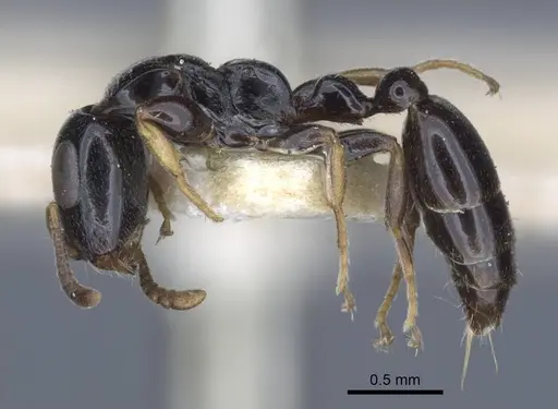 Tetraponera nitida specimen CASENT0916868 image casent0916868_4