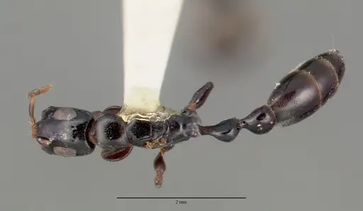 Tetraponera nitida specimen CASTYPE06947 image castype06947_1