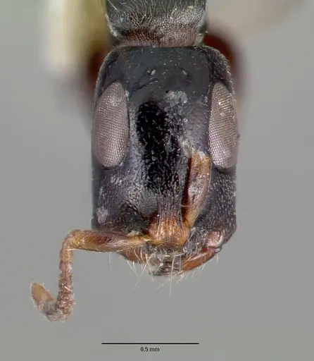 Tetraponera nitida specimen CASTYPE06947 image castype06947_2