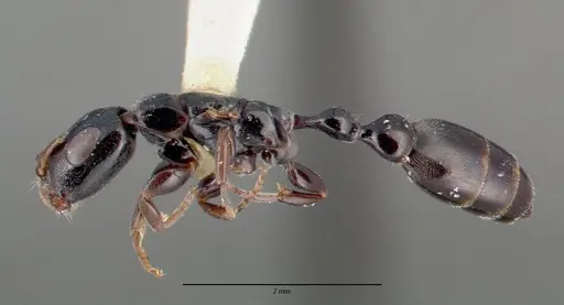 Tetraponera nitida specimen CASTYPE06947 image castype06947_3
