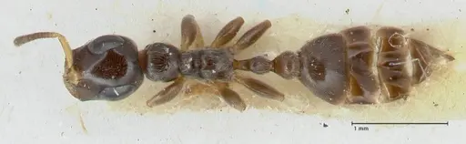 Tetraponera nitida specimen FOCOL1172 image focol1172_1