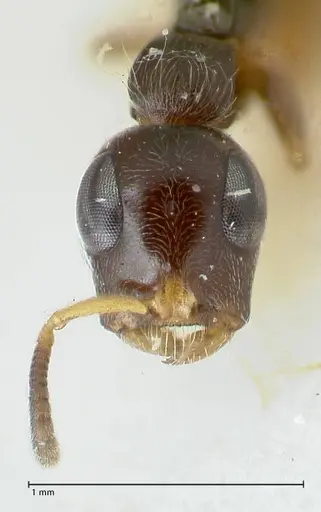 Tetraponera nitida specimen FOCOL1172 image focol1172_2