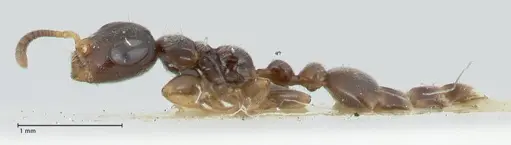 Tetraponera nitida specimen FOCOL1172 image focol1172_3
