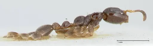 Tetraponera nitida specimen FOCOL1172 image focol1172_4
