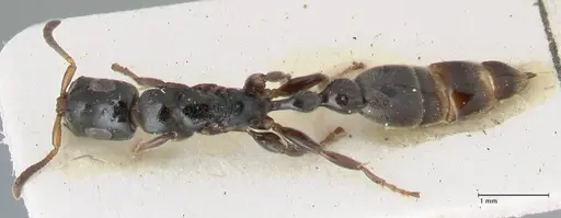 Tetraponera nitida specimen FOCOL1173 image focol1173_1