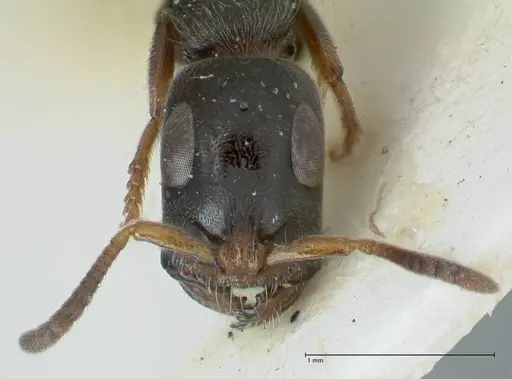 Tetraponera nitida specimen FOCOL1173 image focol1173_2