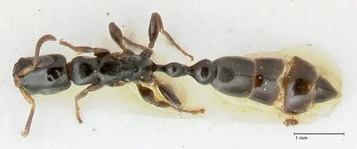 Tetraponera nitida specimen FOCOL1174 image focol1174_1